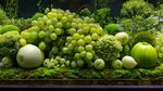綠調蔬果微景觀藝術展示