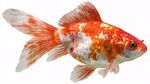 色彩斑斕的金魚