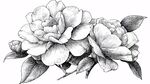手繪黑白花卉茶花圖