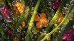 花葉間的晶瑩泡泡世界