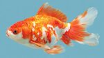 橙白相間的美麗金魚