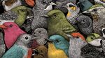 群鳥匯聚的多彩鳥類世界