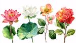 水彩花卉插畫 蓮與玫瑰