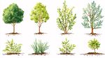 多樣綠植集合展示