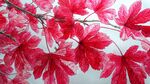 深紅楓葉 自然絢麗之美