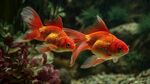 雙尾金魚(yú)悠游于水草間