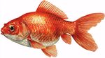 橙紅色金魚特寫插畫