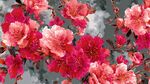 水墨風(fēng)艷麗盛放花卉圖