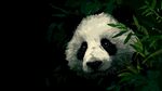 竹林中的可愛大熊貓