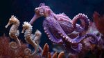 海底奇妙生物 章魚與海馬