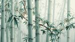 霧中竹林 清新自然之景