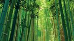 翠綠竹林 自然清新之景
