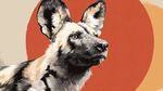 非洲野犬特寫形象