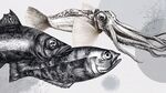 海洋生物魚類與魷魚插畫