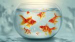 玻璃缸中的多彩小金魚