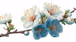 藍白花朵綻放枝頭