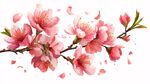 粉嫩桃花枝 花瓣輕飄落