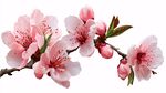 粉嫩桃花枝 盡顯春日爛漫