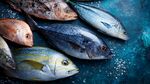 多樣鮮魚展示