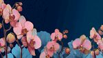 夢(mèng)幻粉色蝴蝶蘭花卉圖景