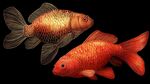 雙金魚圖 紅金交映顯靈動