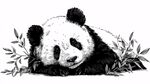 黑白熊貓臥于竹葉間