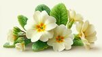白色報(bào)春花與綠葉的美麗組合