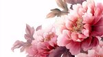 粉色牡丹花卉唯美插畫(huà)