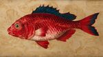 鮮艷紅魚插畫 古典風(fēng)背景