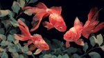 三條紅金魚(yú)悠游綠葉間