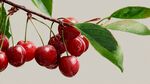 紅櫻桃掛枝頭綠葉相伴