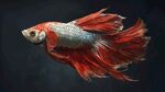 紅尾銀身暹羅斗魚特寫