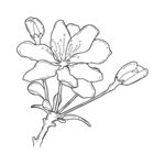 手繪花卉線條圖 矢量圖