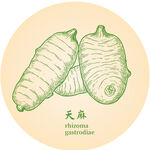 天麻手繪中藥材草本植物插畫