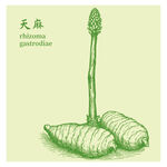 天麻手繪中藥材草本植物插畫