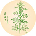 益母草中藥材草本植物插畫