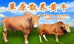 草原散養(yǎng)黃牛