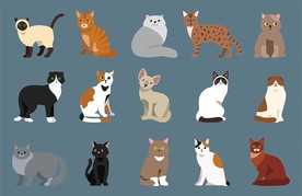 宠物猫咪矢量卡通素材