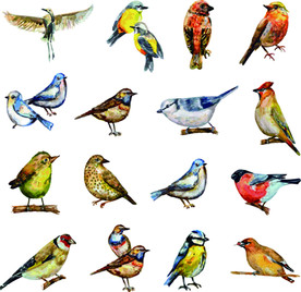 矢量鸟儿插画素材