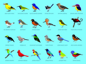 手绘鸟类DIY插画素材