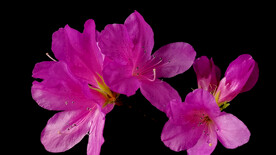 杜鵑花延時(shí)攝影