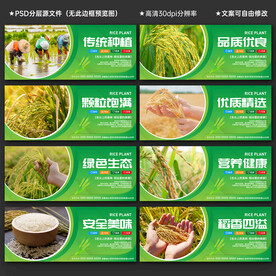 水稻