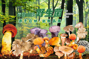 云南野生菌廣告