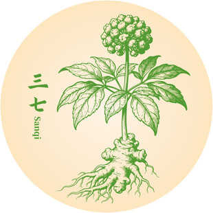 手繪三七中藥材植物圖