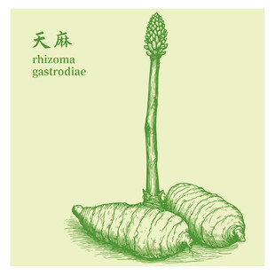 天麻手繪中藥材草本植物插畫