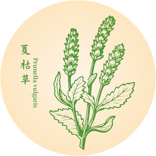 夏枯草中藥材草本植物插畫