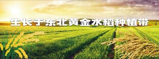 黃金水稻種植海報(bào)五常大米