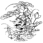 荷花画
