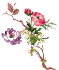 花朵PSD素材