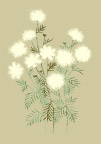 花朵背景素材